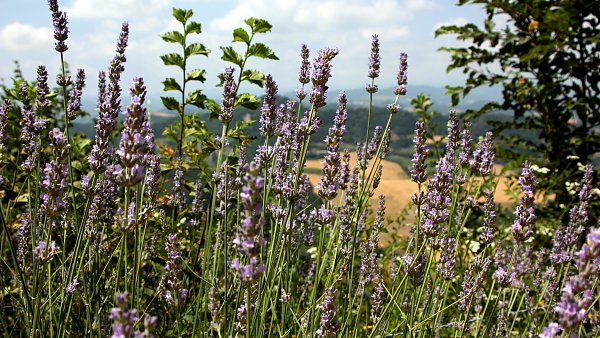 Leuchtender Lavendel