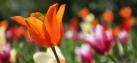 Orange-Tulpe