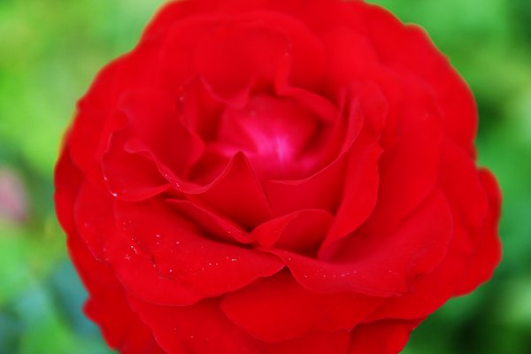 Rote Rose