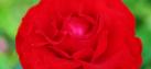 Rote-Rose