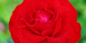 Rote Rose 