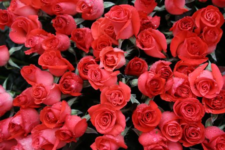 Rote Rosen Rosenstrauss 