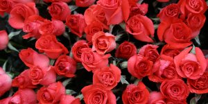 Rote Rosen Rosenstrauss 