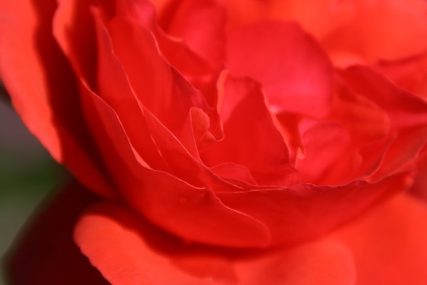 Rote Rosenbluete