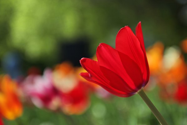 Rote Tulpe