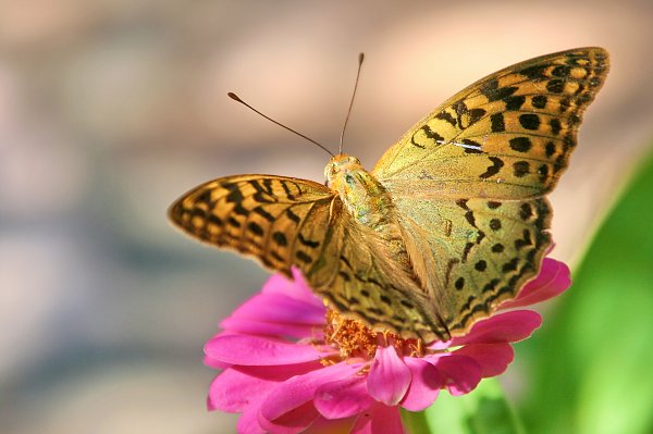 Schmetterling Braun_Schwarz Gepunktet