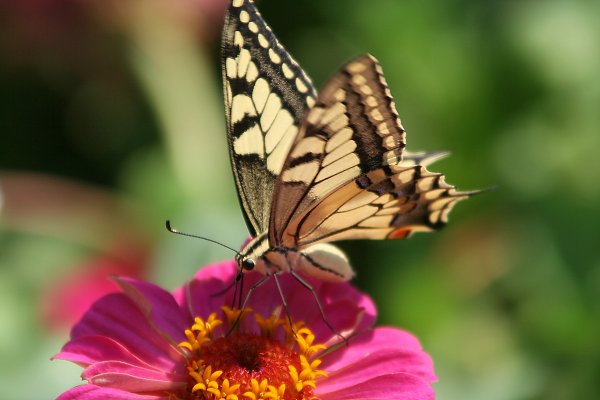 Schmetterling Fluegel Schwarz_Beige