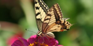 Schmetterling Fluegel Schwarz_Beige 