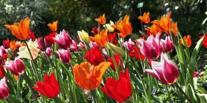 Tulpenmeer 