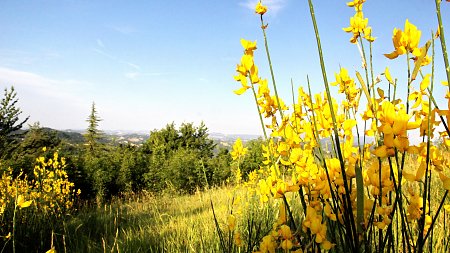 Vegetation Italien 