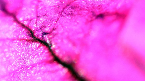 pinke Struktur