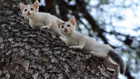 Katzen auf Baum 