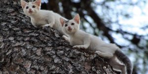 Katzen auf Baum 