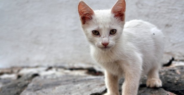 Katzen Online Kaufen Katzen Online Kaufen