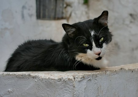 Schwart Weisse Katze 