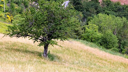 Italienischer Kirschbaum 