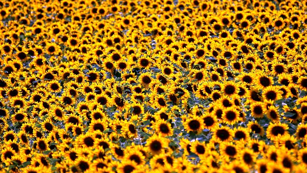 Toscana Sonnenblumen