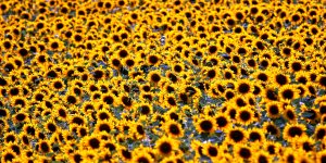 Toscana Sonnenblumen 