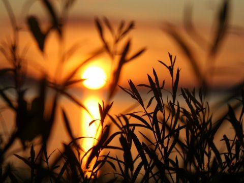 Afrikanischer Sonnenuntergang durch Gräser – Leinwandbild
