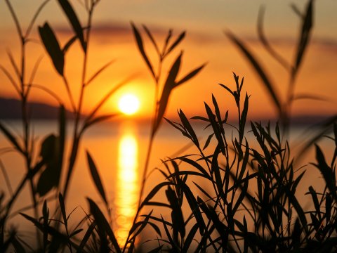 Afrikanischer Sonnenuntergang durch Gräser – Leinwandbild