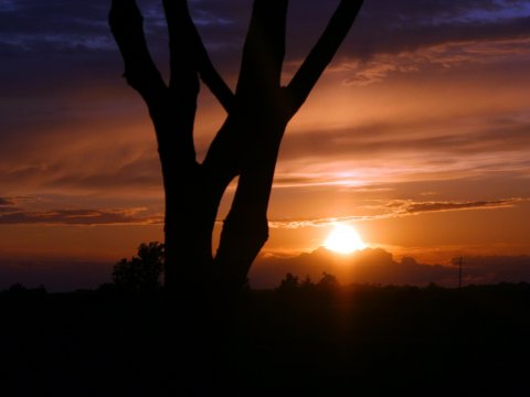 Afrikanischer Sonnenuntergang mit Baum – Leinwandbild