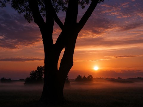 Afrikanischer Sonnenuntergang mit Baum – Leinwandbild