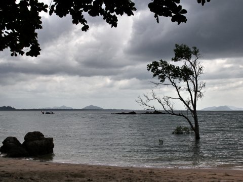 Einsamer Baum am afrikanischen Strand – Leinwandbild