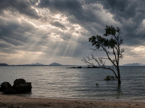 Einsamer Baum am afrikanischen Strand – Leinwandbild