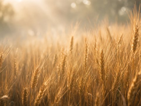 Goldenes Weizenfeld im Sonnenlicht – Leinwandbild