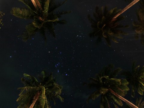 Sternenhimmel über Palmen – Leinwandbild