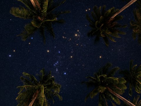 Sternenhimmel über Palmen – Leinwandbild