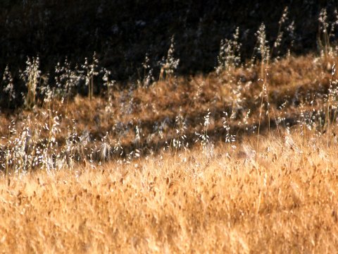 Afrikanische Savanne im Sonnenlicht – Leinwandbild
