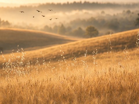 Afrikanische Savanne im Sonnenlicht – Leinwandbild