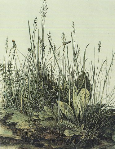 Gräser und Pflanzen im Detail – Albrecht Dürer – Leinwandbild