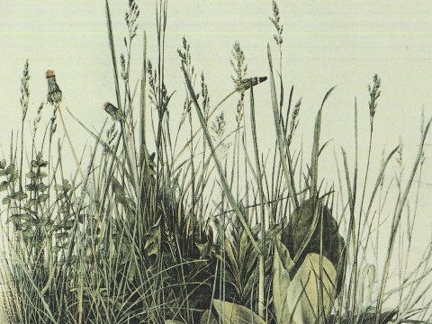 Gräser und Pflanzen im Detail – Albrecht Dürer – Leinwandbild