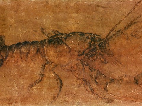 Hummerstudie – Albrecht Dürer – Leinwandbild