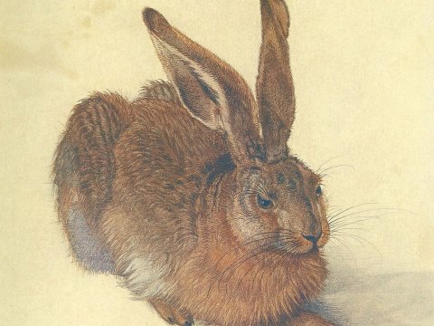 Hase – Albrecht Dürer – Leinwandbild