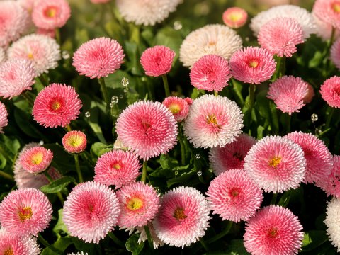 Rosa Blütentraum im Gegenlicht – Leinwandbild