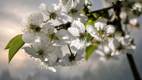 Weiße Sternenblüten im Frühlingslicht – Leinwandbild
