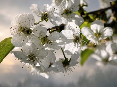 Weiße Sternenblüten im Frühlingslicht – Leinwandbild