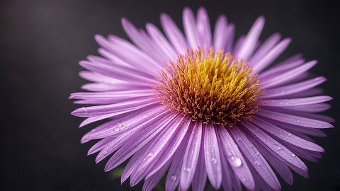 Lichtzauber in violett – Leinwandbild
