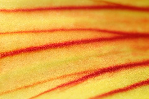 Goldener Tautropfen auf samtrotem Grund – Leinwandbild