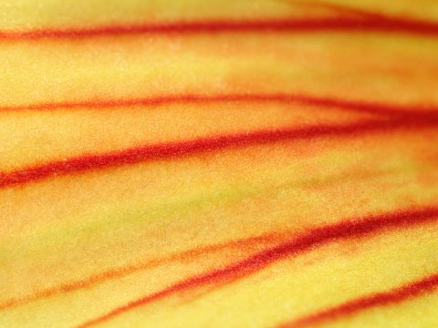 Goldener Tautropfen auf samtrotem Grund – Leinwandbild