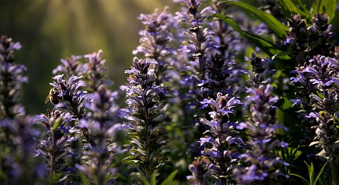 Violettes Rauschen im Sommerlicht – Leinwandbild