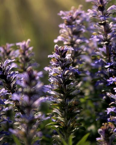 Blumen Leinwandbilder