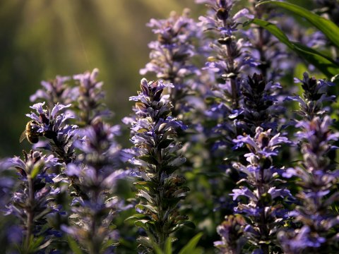 Violettes Rauschen im Sommerlicht – Leinwandbild