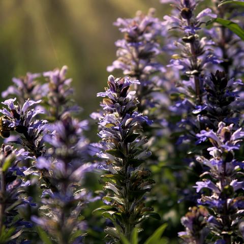 Blumen