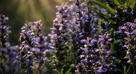 Violettes Rauschen im Sommerlicht – Leinwandbild