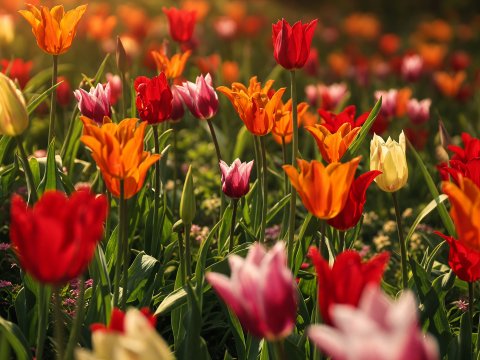 Tulpen in der Mittagssonne – Leinwandbild