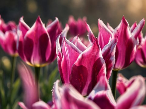 Tulpen in der Unendlichkeit – Leinwandbild
